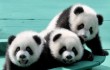 Пандам-тройняшкам дали имена