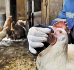 Зафиксирован случай заражения птичьим гриппом на территории Южного Китая