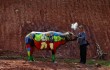 Боди-арт на буйволах в Китае3