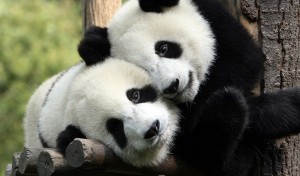 Были опубликованы кадры подготовки панд к дикой жизни