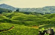 Чайные туры в Китай