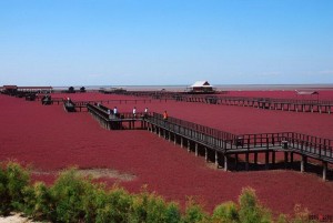 Чудо природы в Китае появился необычный пляж красного цвета