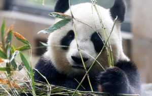 Единственные панды-тройнящки уже попробовали бамбук