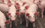 Из-за вспышки АЧС в Китае уничтожены 8 000 свиней