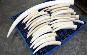 Китай на год запретил импорт слоновой кости
