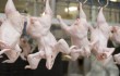 Китай откажется от курятины из США