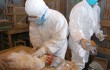 Китай под угрозой птичьего гриппа
