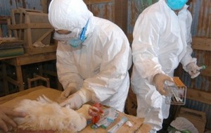 Китай под угрозой птичьего гриппа