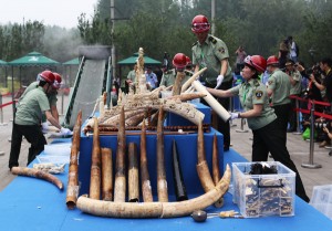Китай уничтожил 662 кг нелегальной слоновой кости