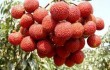 Китайская слива