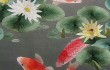 Китайская вышивка Юэ2