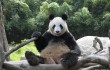 Китайский банк спермы для больших панд