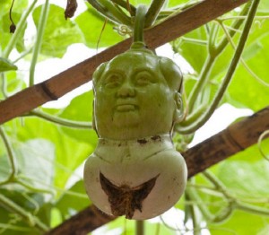 Китайцы выращивают овощные скульптурки