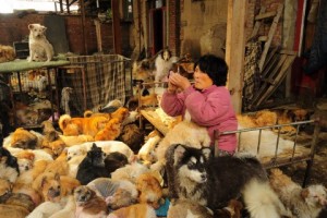Китаянка проходит расстояние в 1,652 мили, чтобы спасти собак от ежегодного фестиваля собачьего мяса