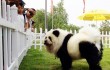 Мода на домашних животных в Китае