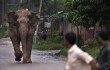 На юге КНР в одном из заповедников на людей напал слон