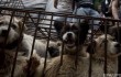 Несмотря на протесты в Китае проходит ежегодный фестиваль собачьего мяса