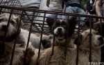 Несмотря на протесты в Китае проходит ежегодный фестиваль собачьего мяса
