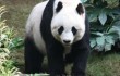 Один из китайских жителей получит в качестве компенсации 83 000 американских долларов за нападение панды