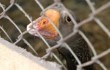 От птичьего гриппа на Тайване погибло около миллиона птиц