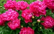 Пионы – самые популярные цветы в Поднебесной