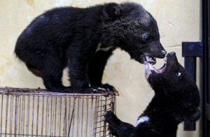 По ошибке китайский собаковод воспитал двух медведей