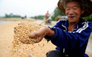 Поднебесная соберет хороший урожай пшеницы