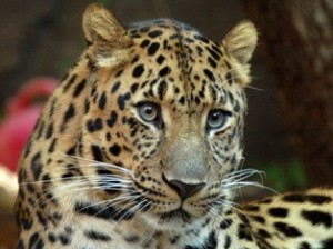 Последний амурский леопард был убит браконьером из Китая
