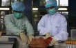 Птичий грипп обнаружен на рынках Шеньчжэня