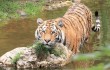 Редкий тигр съел своего смотрителя на территории Шанхайского зоопарка