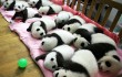 Рекордное количество панд родилось в Китае