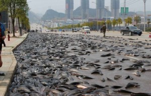 Рыбное место одна из дорог в Китае усеялась живой рыбой