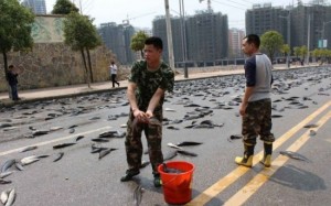 Рыбное место одна из дорог в Китае усеялась живой рыбой3