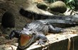 Шесть особей вымирающего вида аллигаторов выпустят в КНР