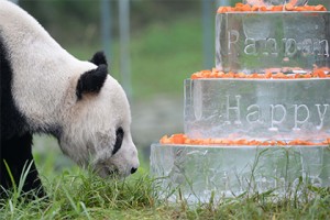 Самый старый самец панды отпраздновал в Китае свое 30-летие