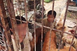 Старик в Китае держал своих внуков вместе с собаками в клетках