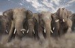 Три человека погибли в результате атаки диких слонов в КНР