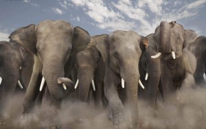 Три человека погибли в результате атаки диких слонов в КНР