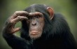 Ученые из Китая собираются пересадить голову примата
