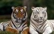 Ученые из Петербурга и Китая помогут тиграм размножаться в неволе