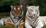 Ученые из Петербурга и Китая помогут тиграм размножаться в неволе