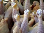Украина начала переговоры с Китаем об экспорте птичьего мяса