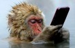 В КНР были созданы обезьяны с человеческими генами