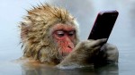 В КНР были созданы обезьяны с человеческими генами