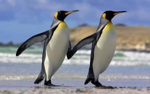 В КНР на свет появились близнецы-пингвины