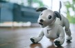 В КНР разработали роботизированную собаку
