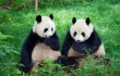 В КНР создали приложение для различения морд гигантских панд