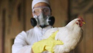 В Китае человек заболел птичьим гриппом H10N3
