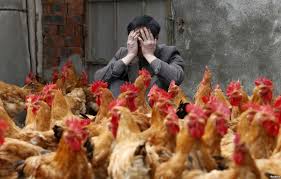 В Китае два жителя стали жертвами заражения птичьего гриппа