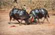 В Китае на Новый год прошли бои буйволов